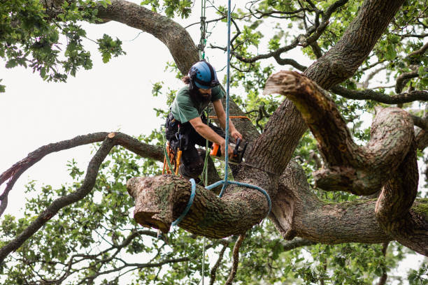 How Our Tree Care Process Works  in  Redfield, AR