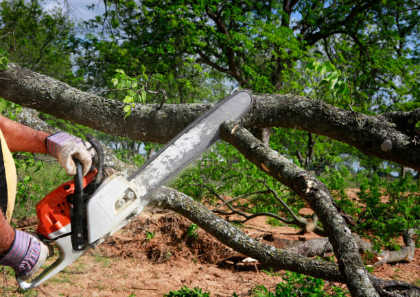 Pest Control for Lawns in Redfield, AR