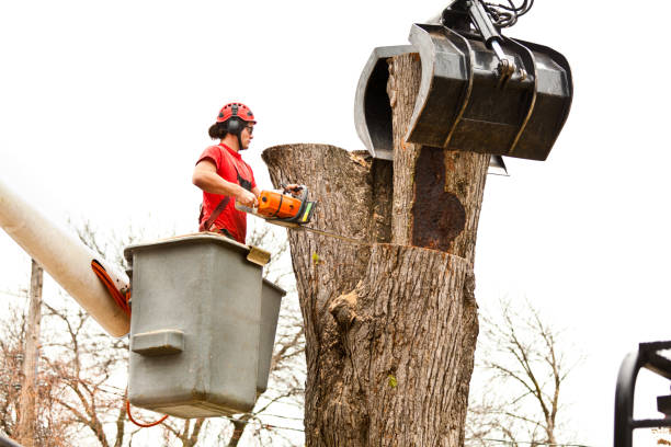 Best Tree Risk Assessment  in Redfield, AR